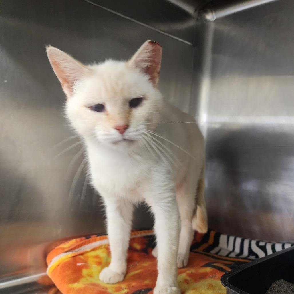 Honey, a Adoptable Siamese in Evensville, TN image 3/4