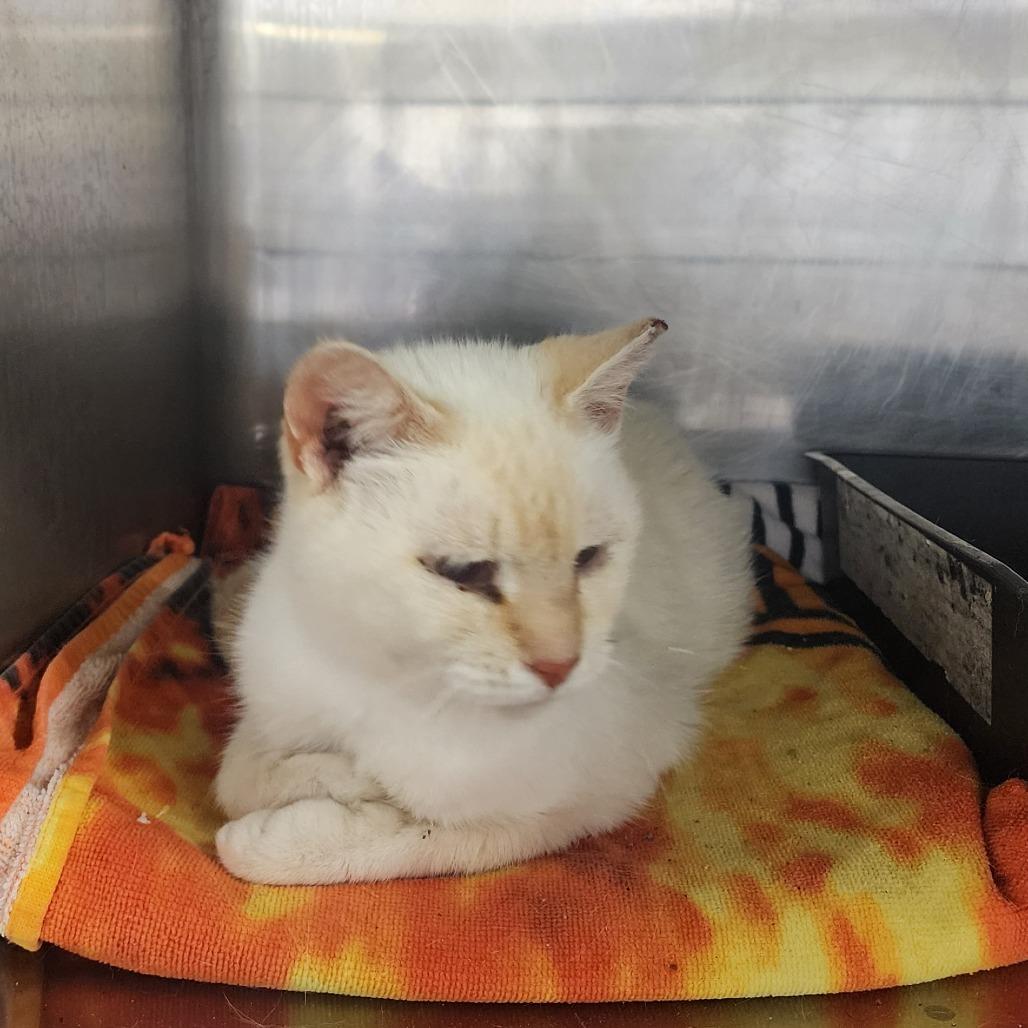 Honey, a Adoptable Siamese in Evensville, TN image 4/4