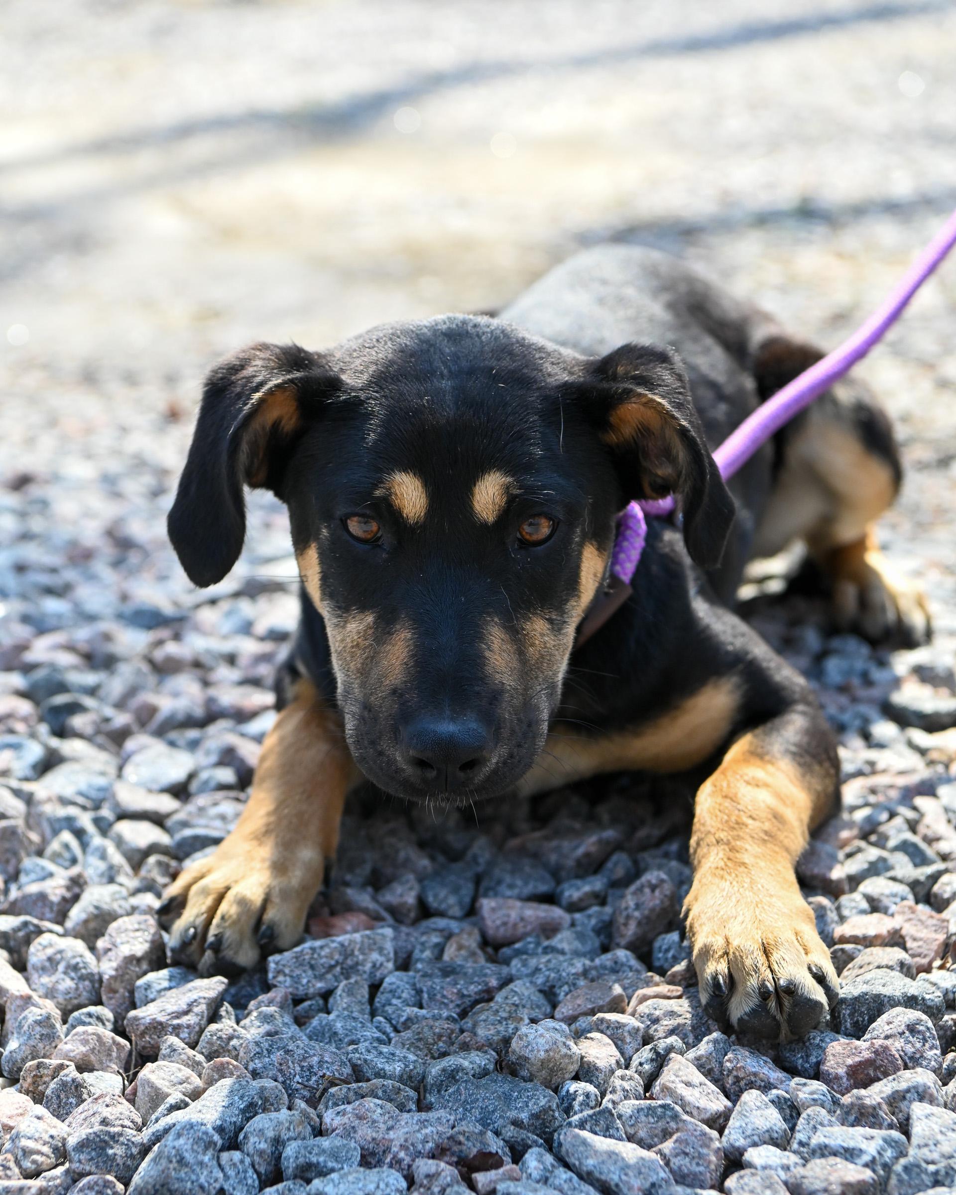 Enlarge Buttercup, an adopted mixed breed in Petersburg, VA image 1/6