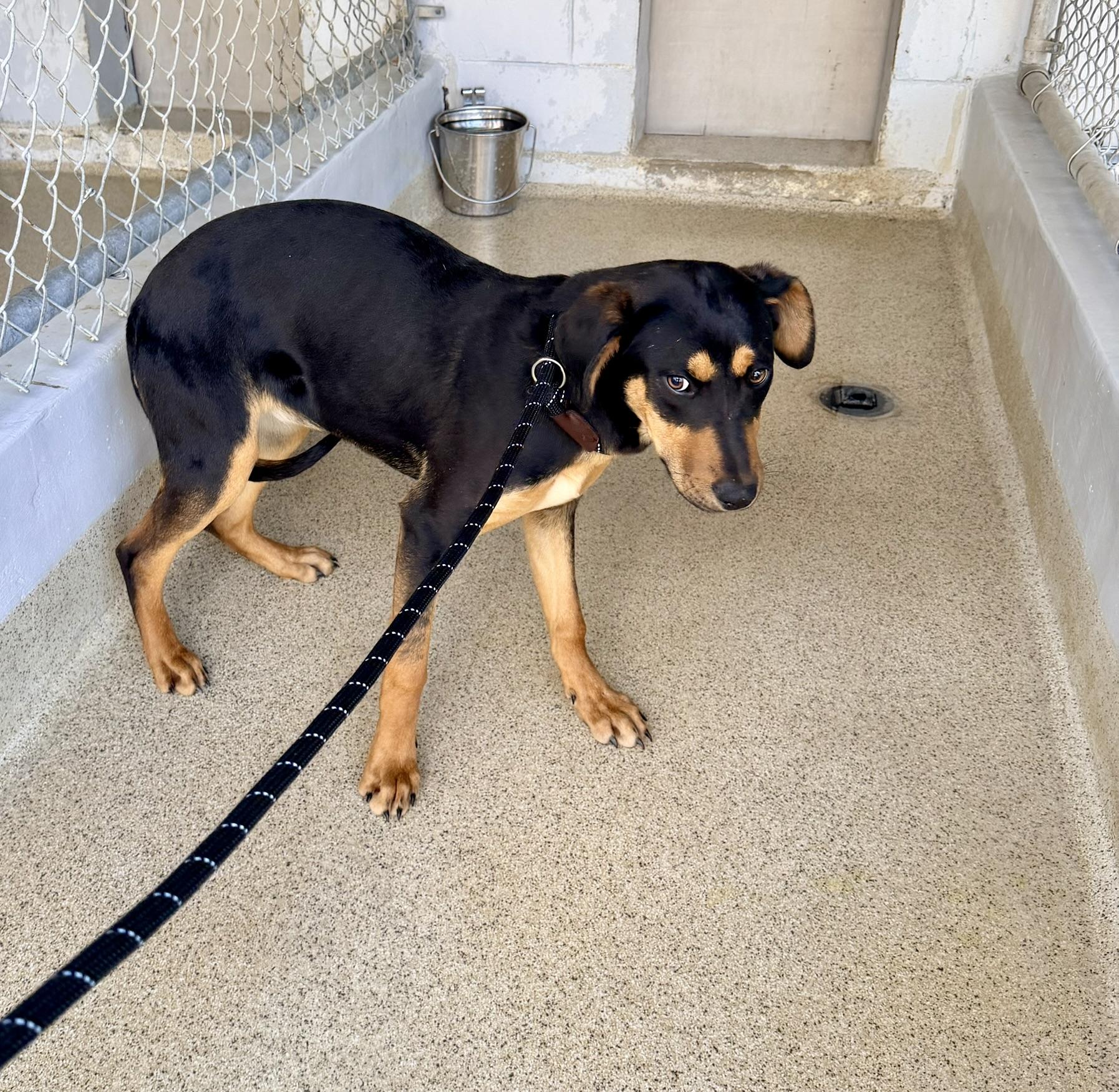 Enlarge Buttercup, an adopted mixed breed in Petersburg, VA image 4/6