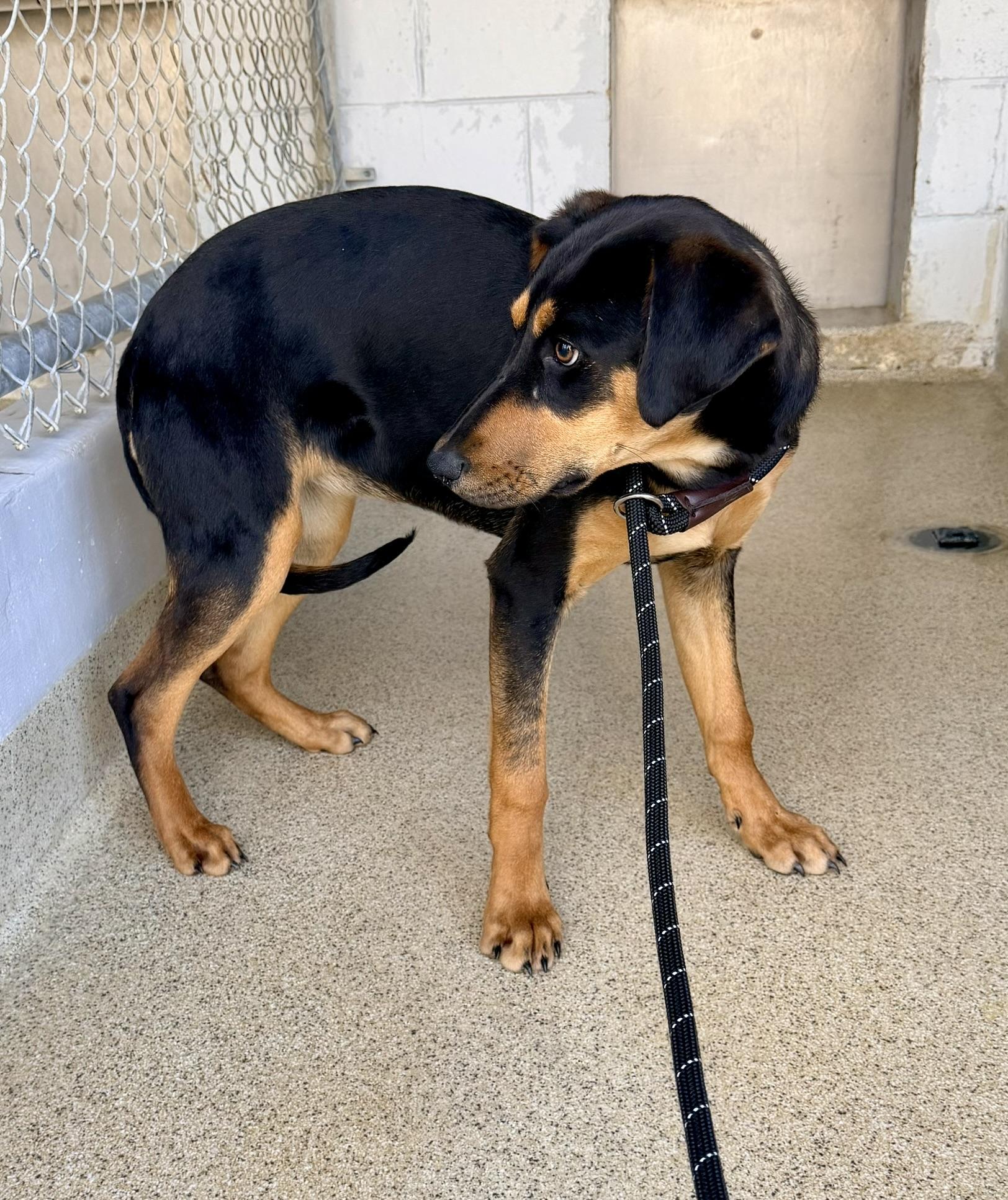 Enlarge Buttercup, an adopted mixed breed in Petersburg, VA image 3/6