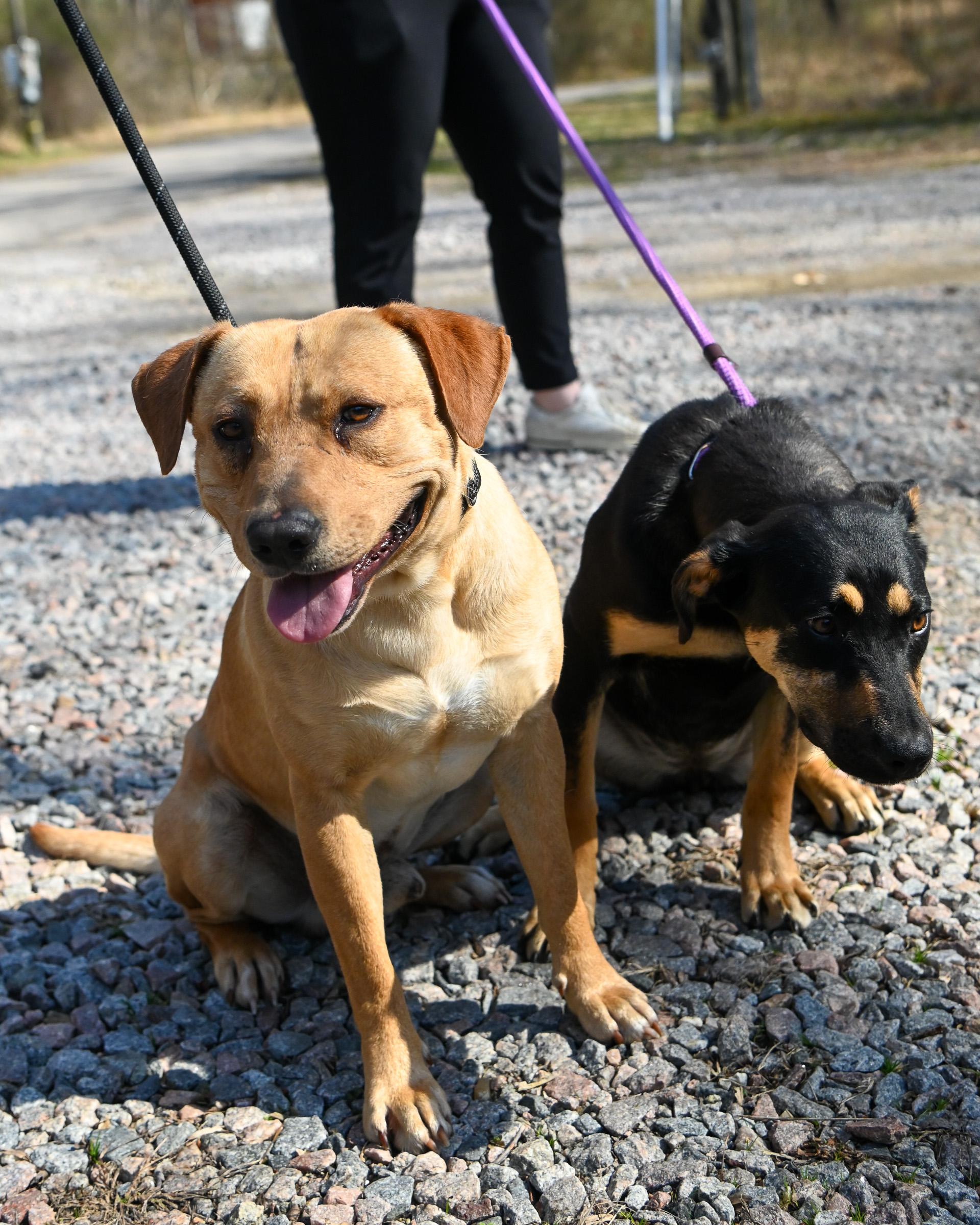 Enlarge Buttercup, an adopted mixed breed in Petersburg, VA image 2/6
