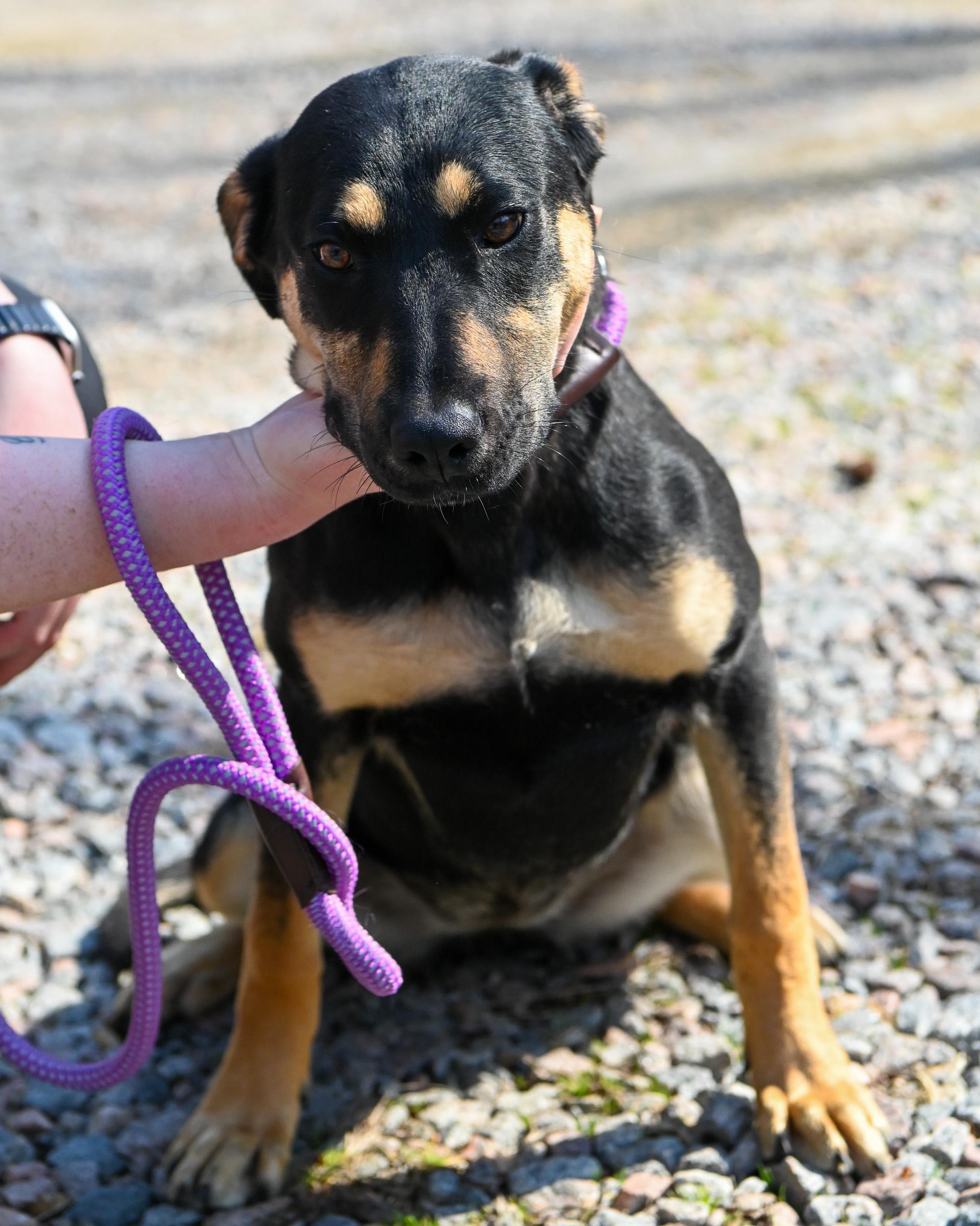 Enlarge Buttercup, an adopted mixed breed in Petersburg, VA image 5/6