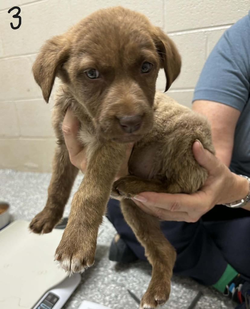 Peach, Adoptable, Puppy Female German Shepherd Dog & Labrador Retriever.