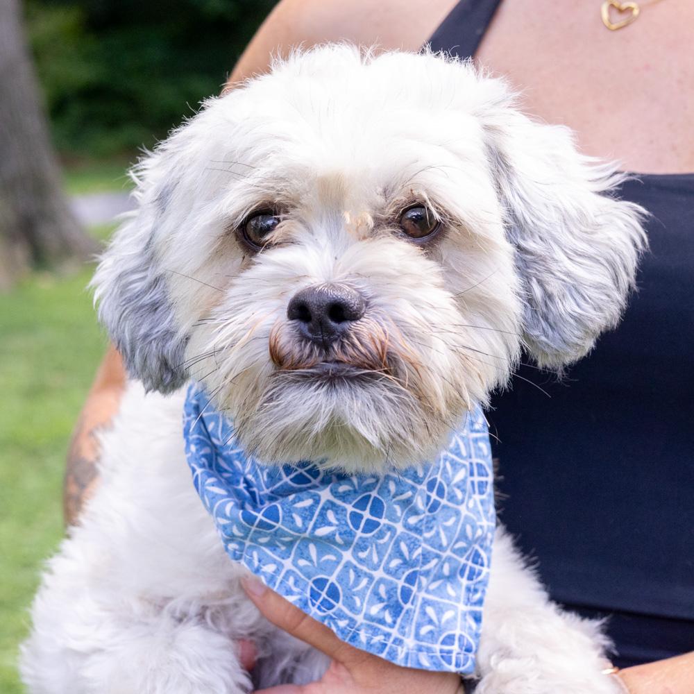 Rowdy (Male) Avail 8/15, adopted, Young Male Shih Tzu.