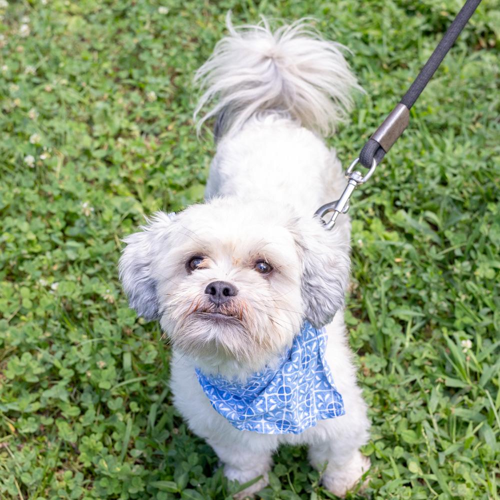 Rowdy (Male) Avail 8/15, an adopted Shih Tzu in West Grove, PA image 3/6