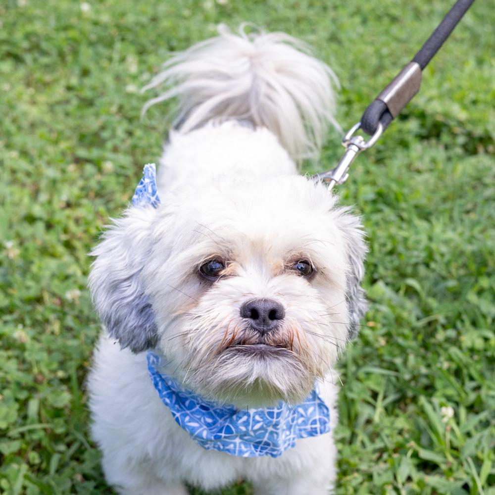 Rowdy (Male) Avail 8/15, an adopted Shih Tzu in West Grove, PA image 6/6