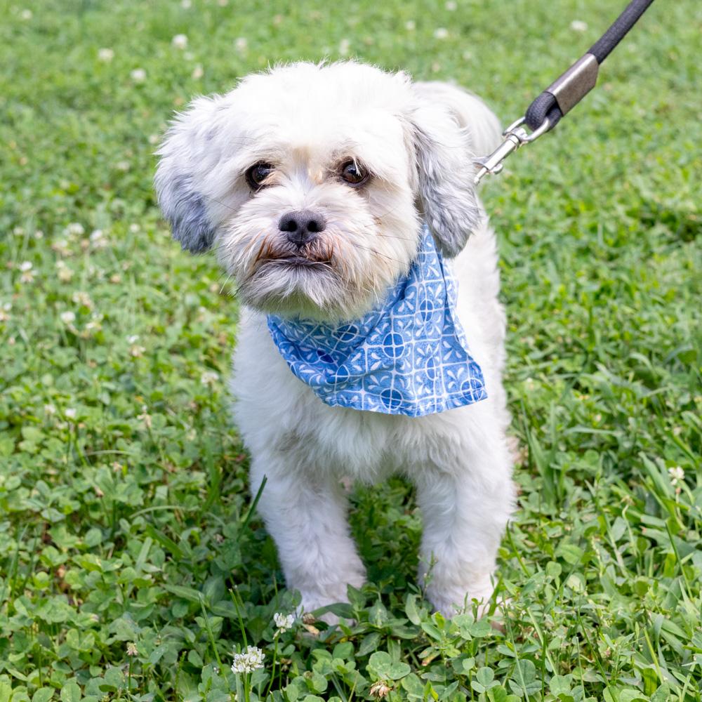 Rowdy (Male) Avail 8/15, an adopted Shih Tzu in West Grove, PA image 5/6