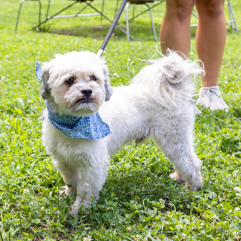 Rowdy (Male) Avail 8/15, an adopted Shih Tzu in West Grove, PA image 2/6
