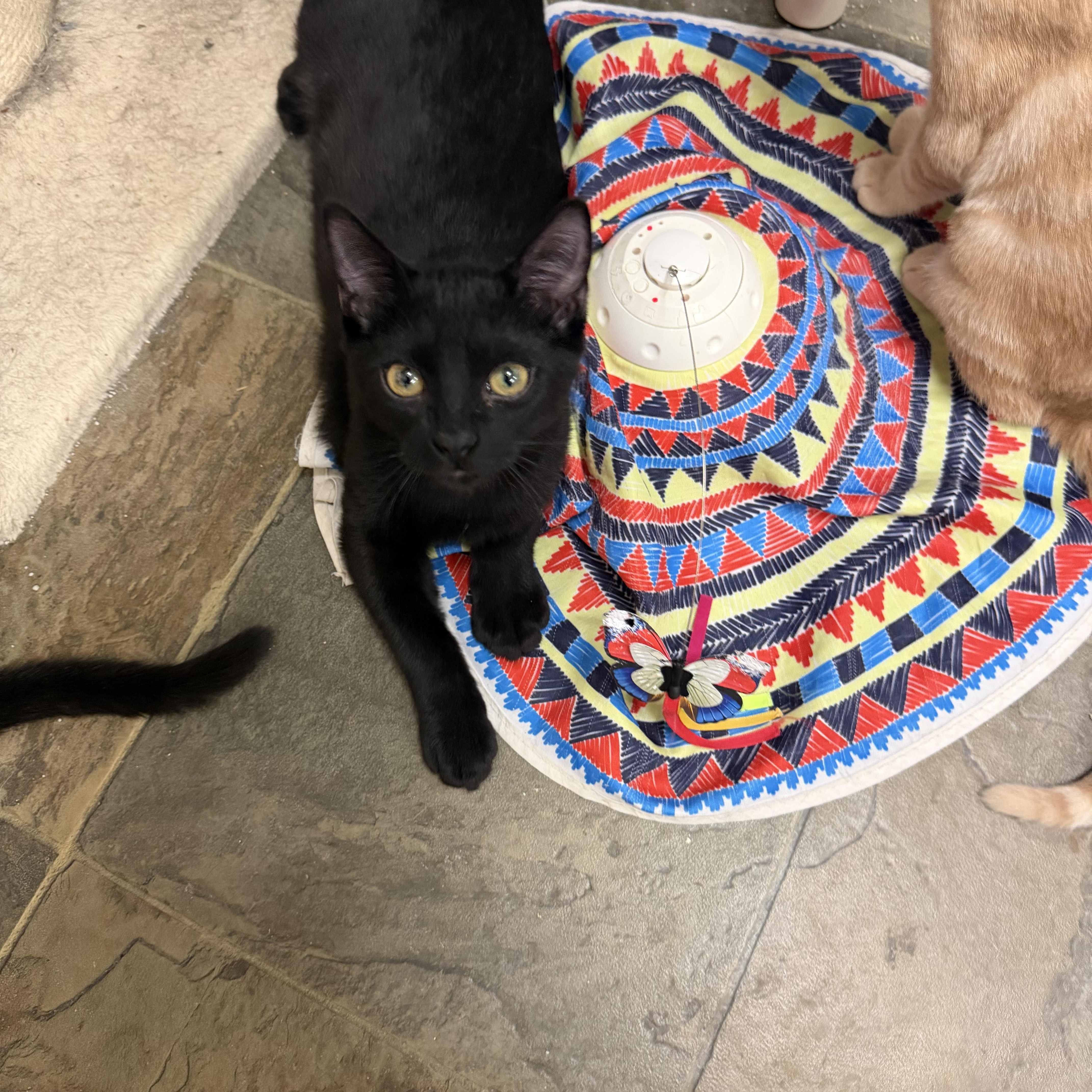 Enlarge Rae, a Adoptable Domestic Short Hair in Mauston, WI image 1/1