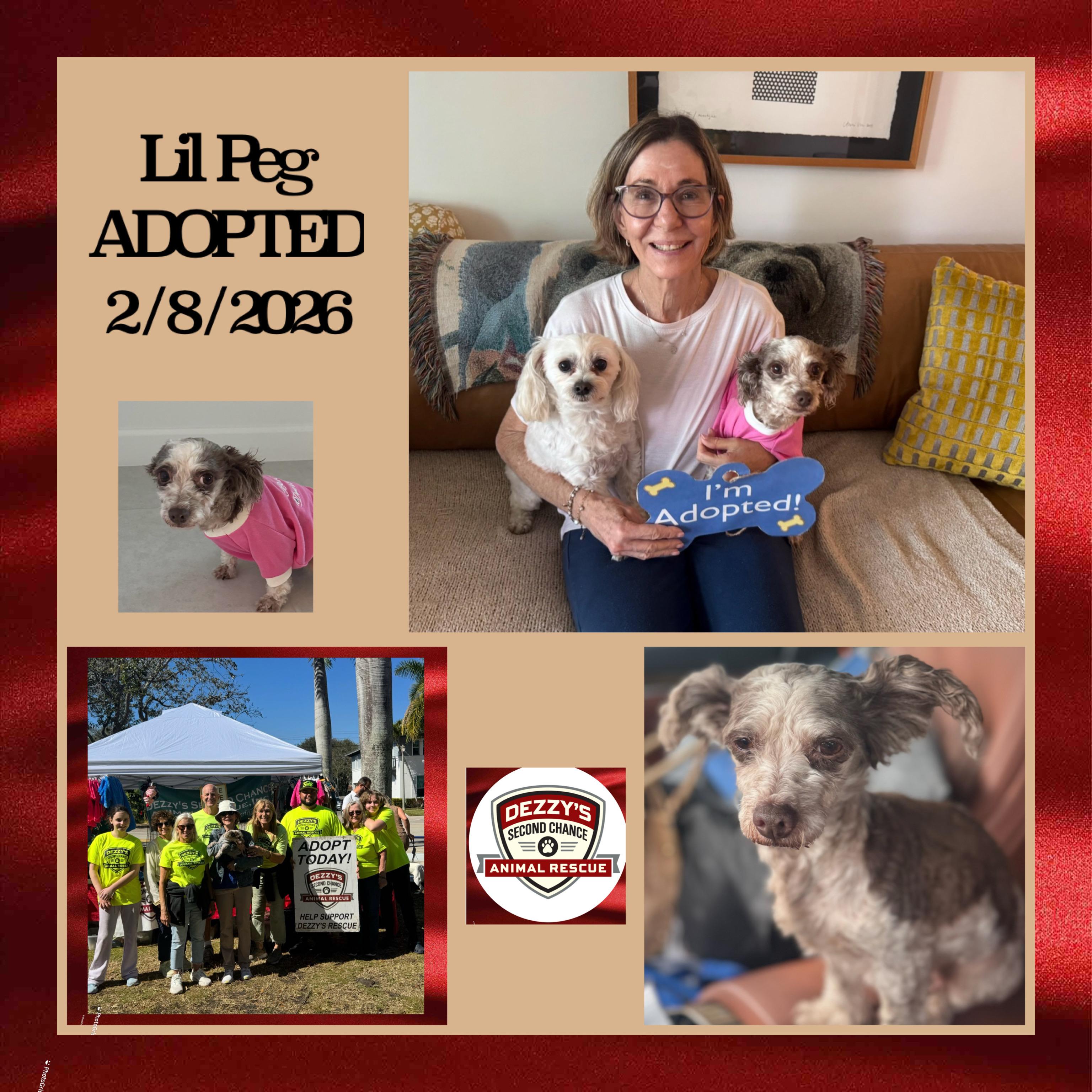 Enlarge Lil Peg, an adopted Mixed Breed in Lake Worth, FL image 2/4