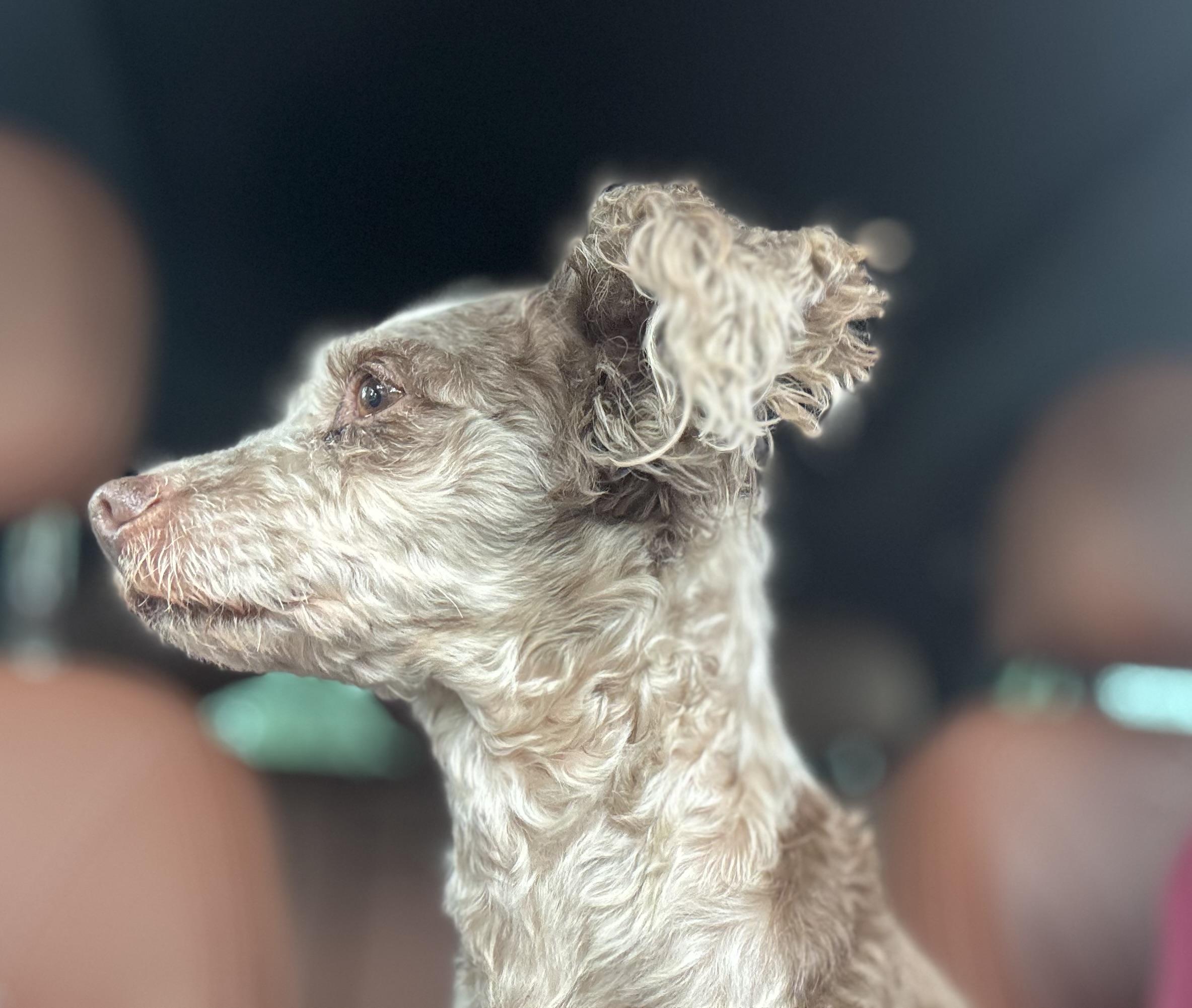 Enlarge Lil Peg, an adopted Mixed Breed in Lake Worth, FL image 4/4