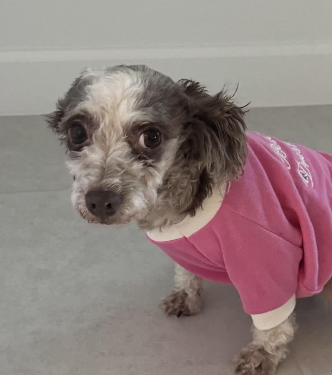 Enlarge Lil Peg, an adopted Mixed Breed in Lake Worth, FL image 3/4