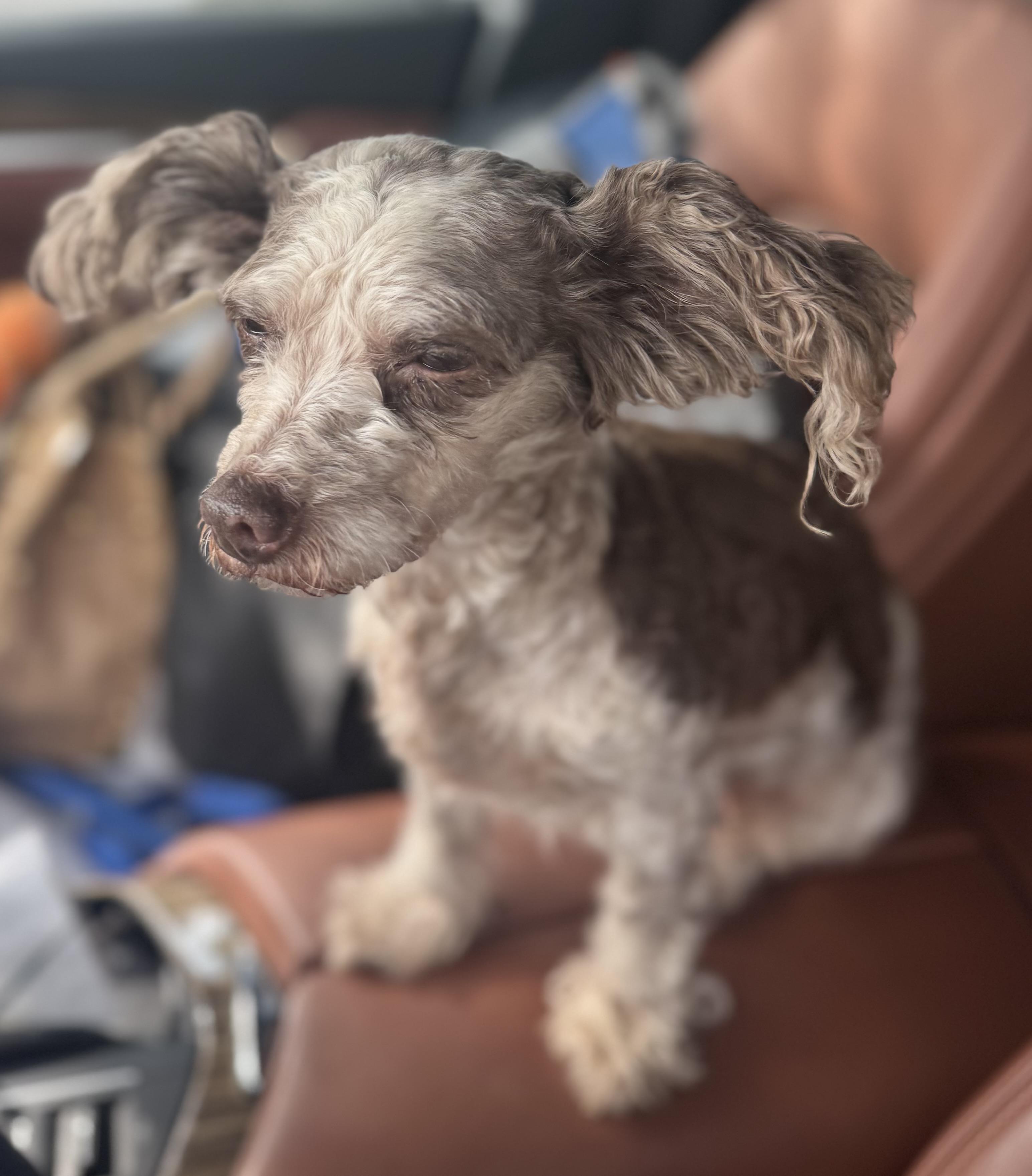 Lil Peg, adopted, Young Female Mixed Breed.