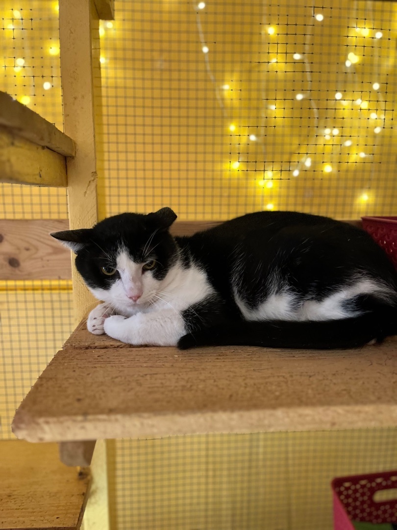 Enlarge Tex, a Adoptable Domestic Short Hair in Memphis, TN image 1/1