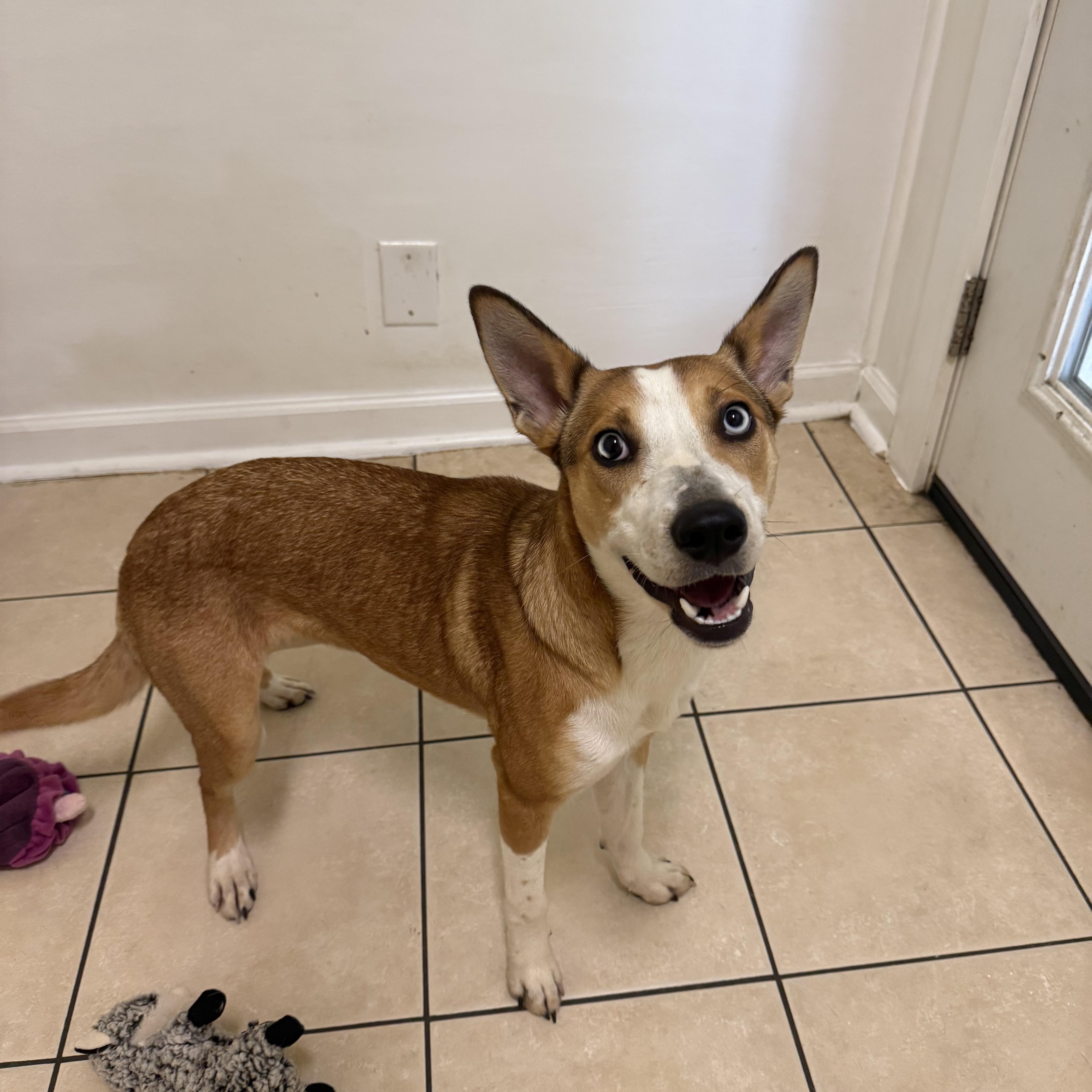 Biscuit, ADOPTABLE, Puppy Female Mixed Breed.