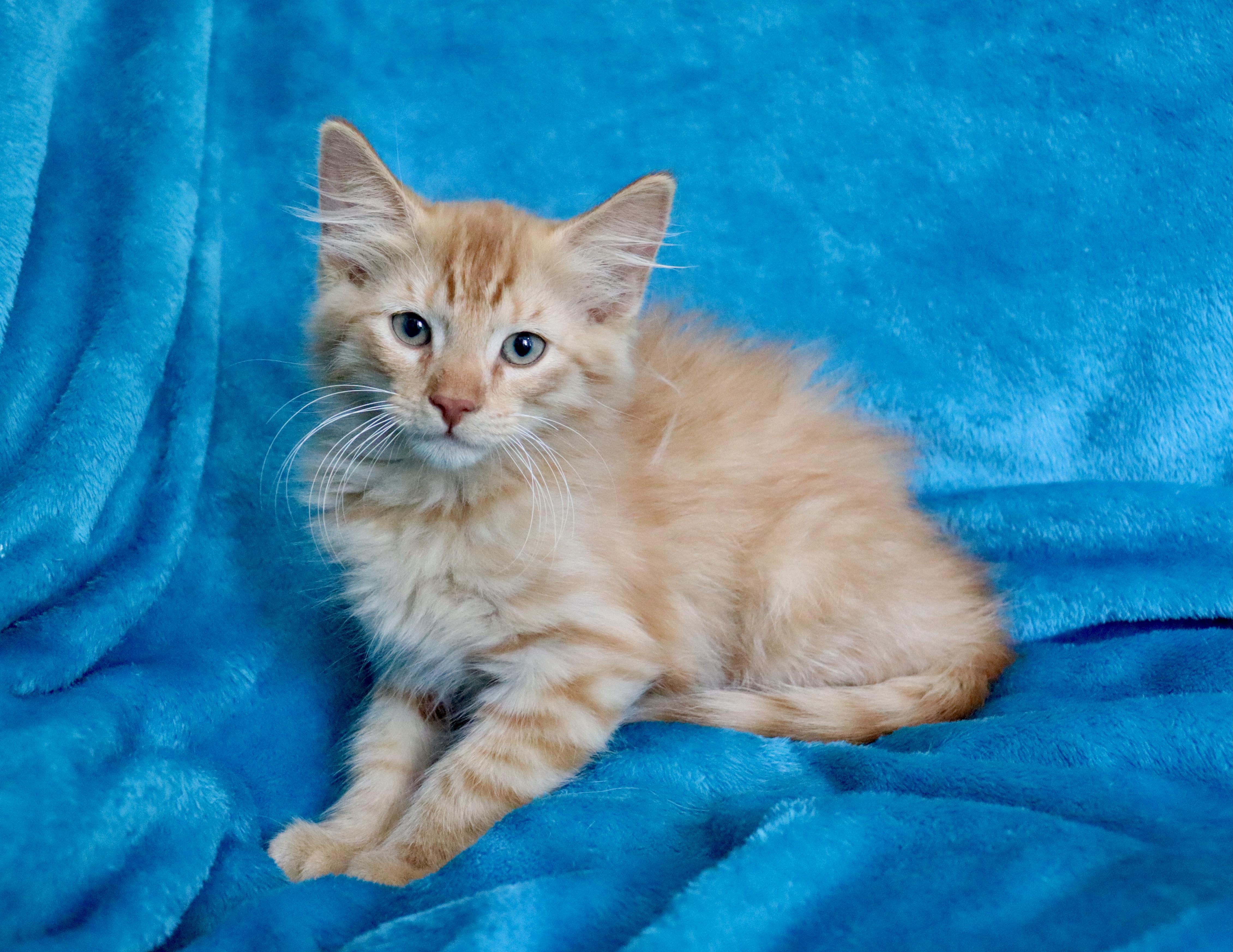Enlarge Mac N' Cheese, an adopted mixed breed in Saint Augustine, FL image 6/6