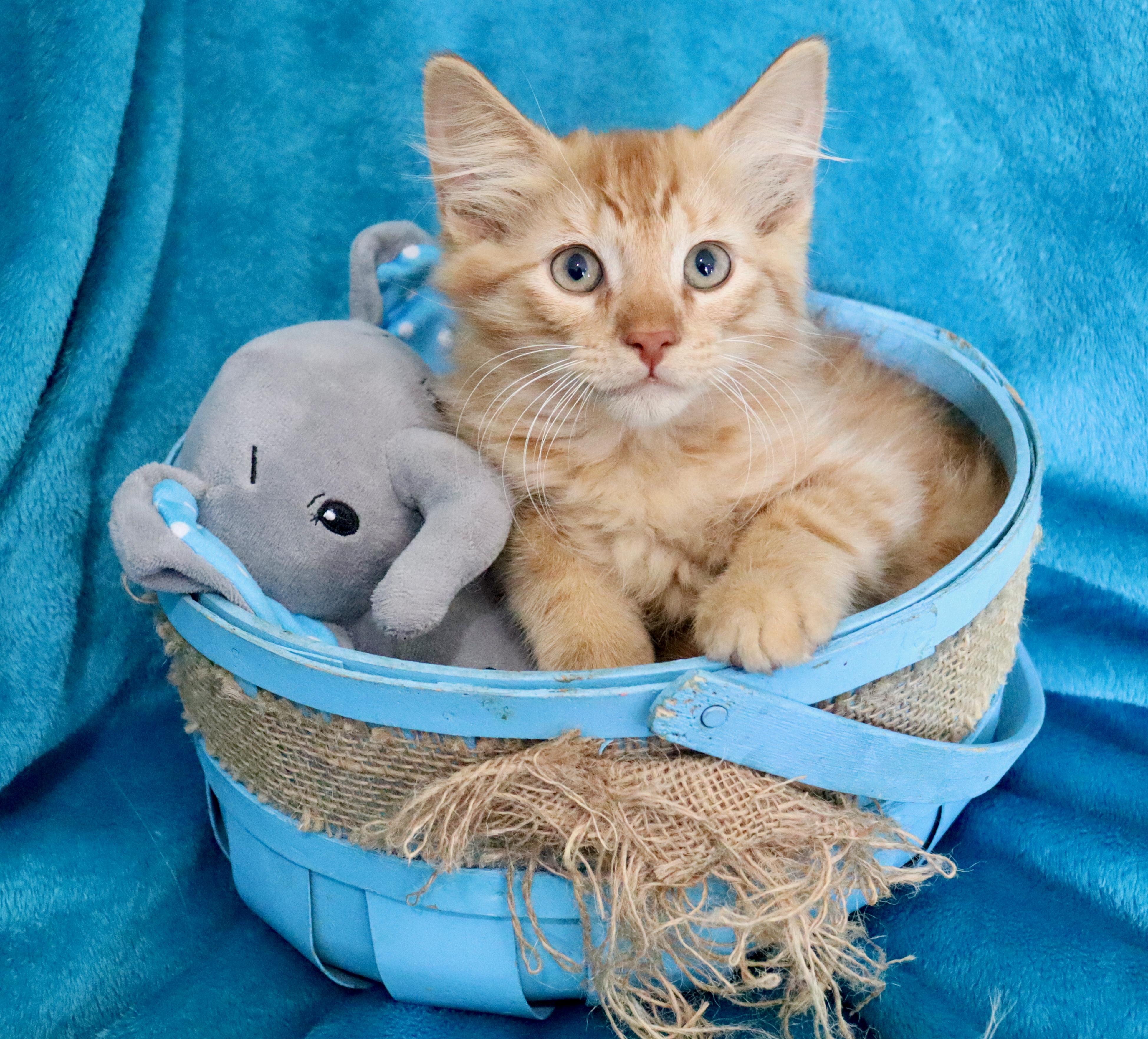 Enlarge Mac N' Cheese, an adopted mixed breed in Saint Augustine, FL image 3/6