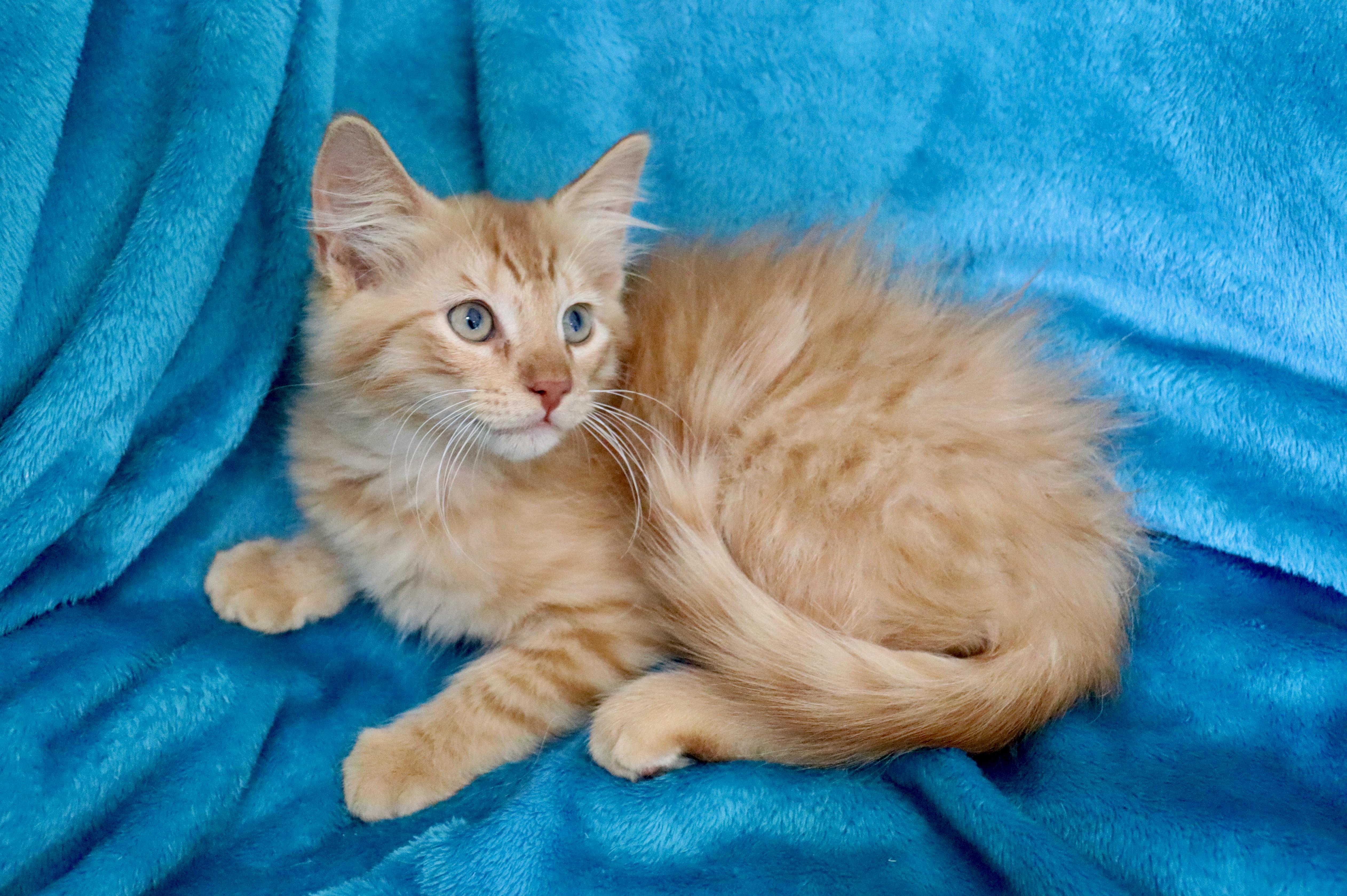 Enlarge Mac N' Cheese, an adopted mixed breed in Saint Augustine, FL image 5/6