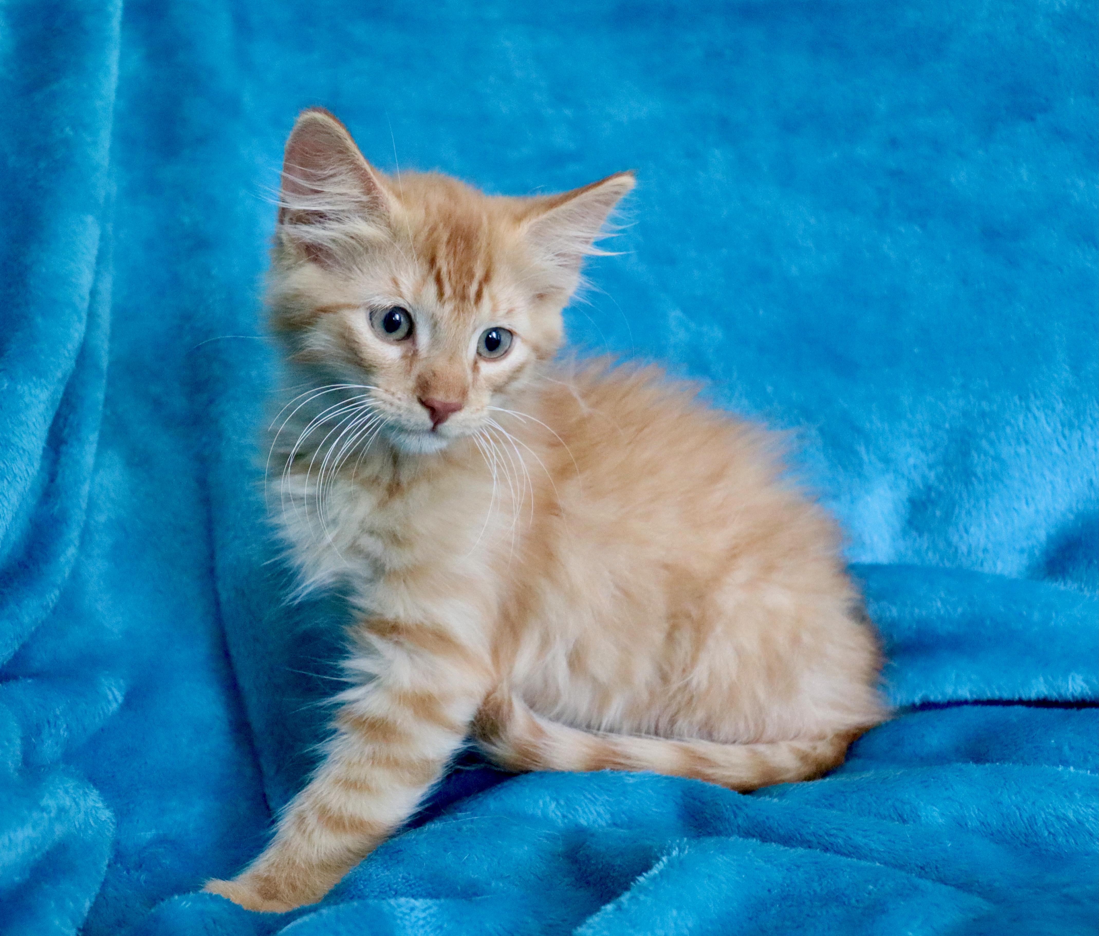 Enlarge Mac N' Cheese, an adopted mixed breed in Saint Augustine, FL image 2/6