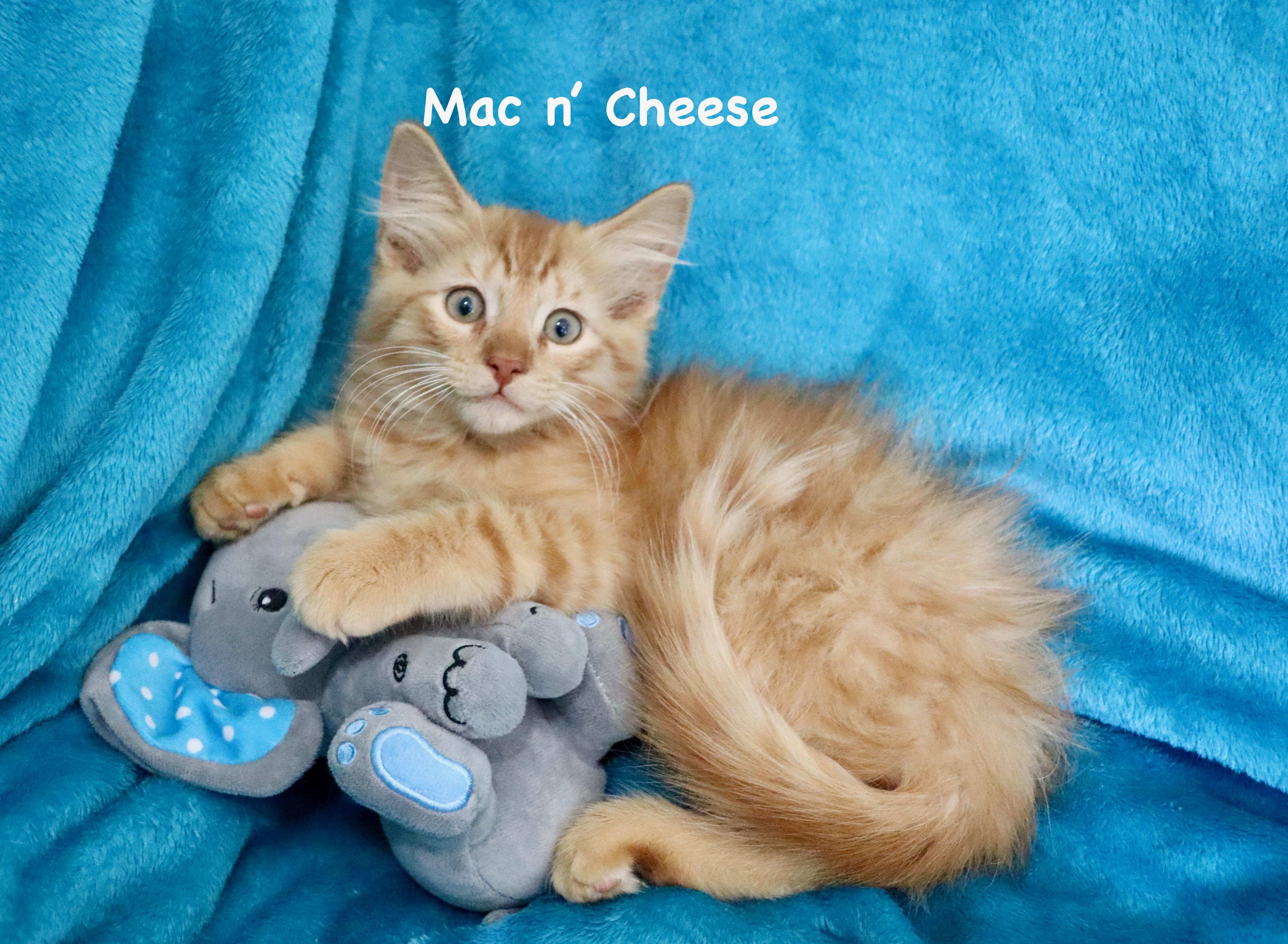 Enlarge Mac N' Cheese, an adopted mixed breed in Saint Augustine, FL image 1/6