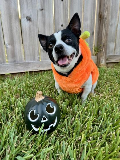 Patches, a Adoptable mixed breed in Santa Fe, TX image 1/3