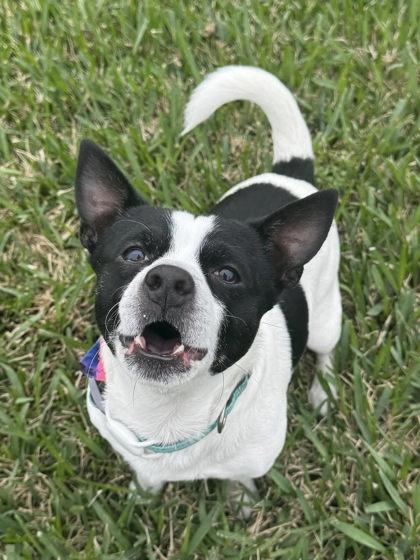 Patches, a Adoptable mixed breed in Santa Fe, TX image 2/3
