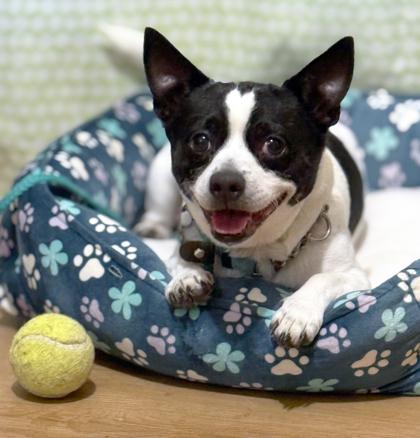 Enlarge Patches, a Adoptable mixed breed in Santa Fe, TX image 3/3