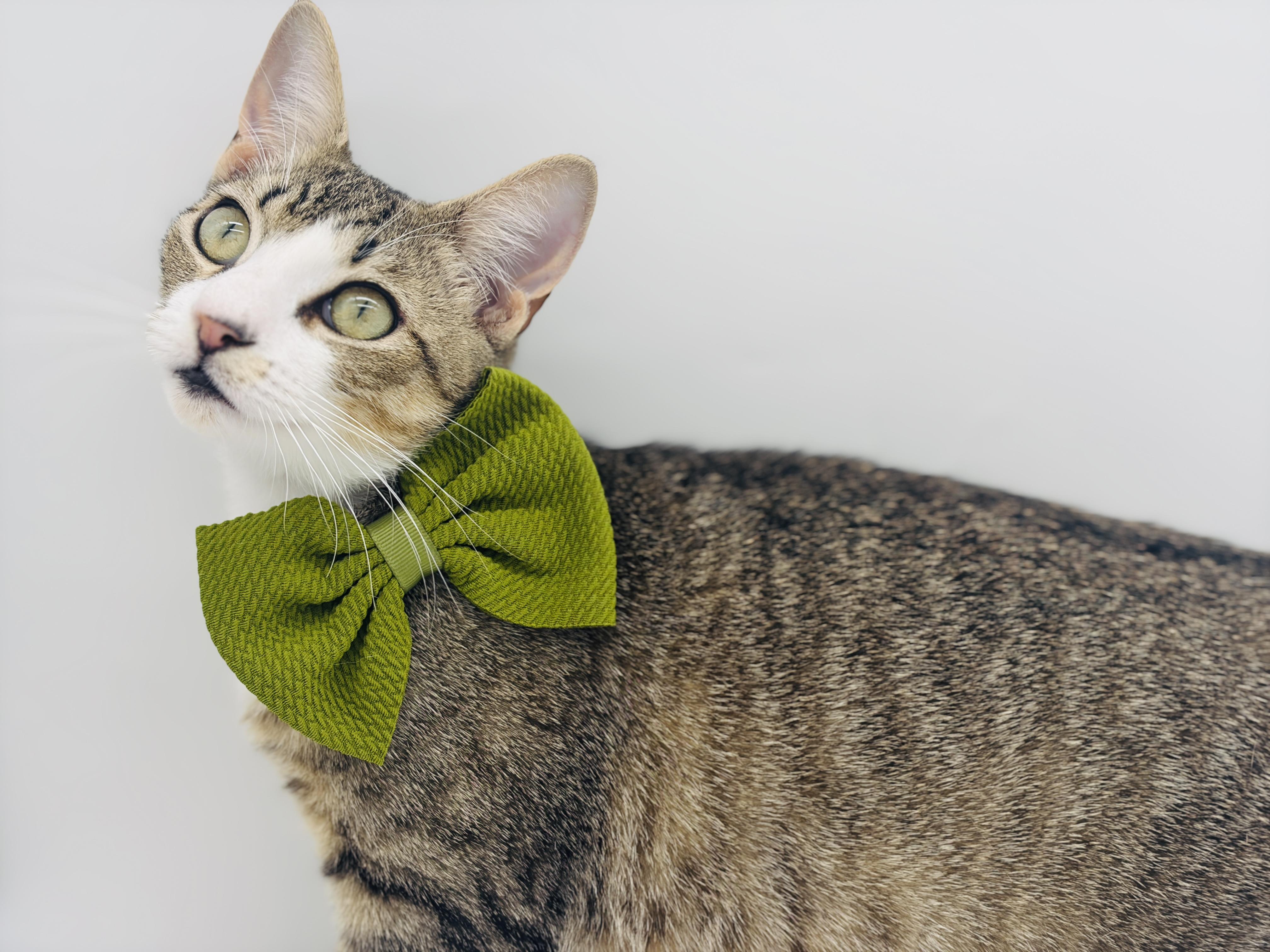 Ponder, Adoptable, Young Male Domestic Short Hair.