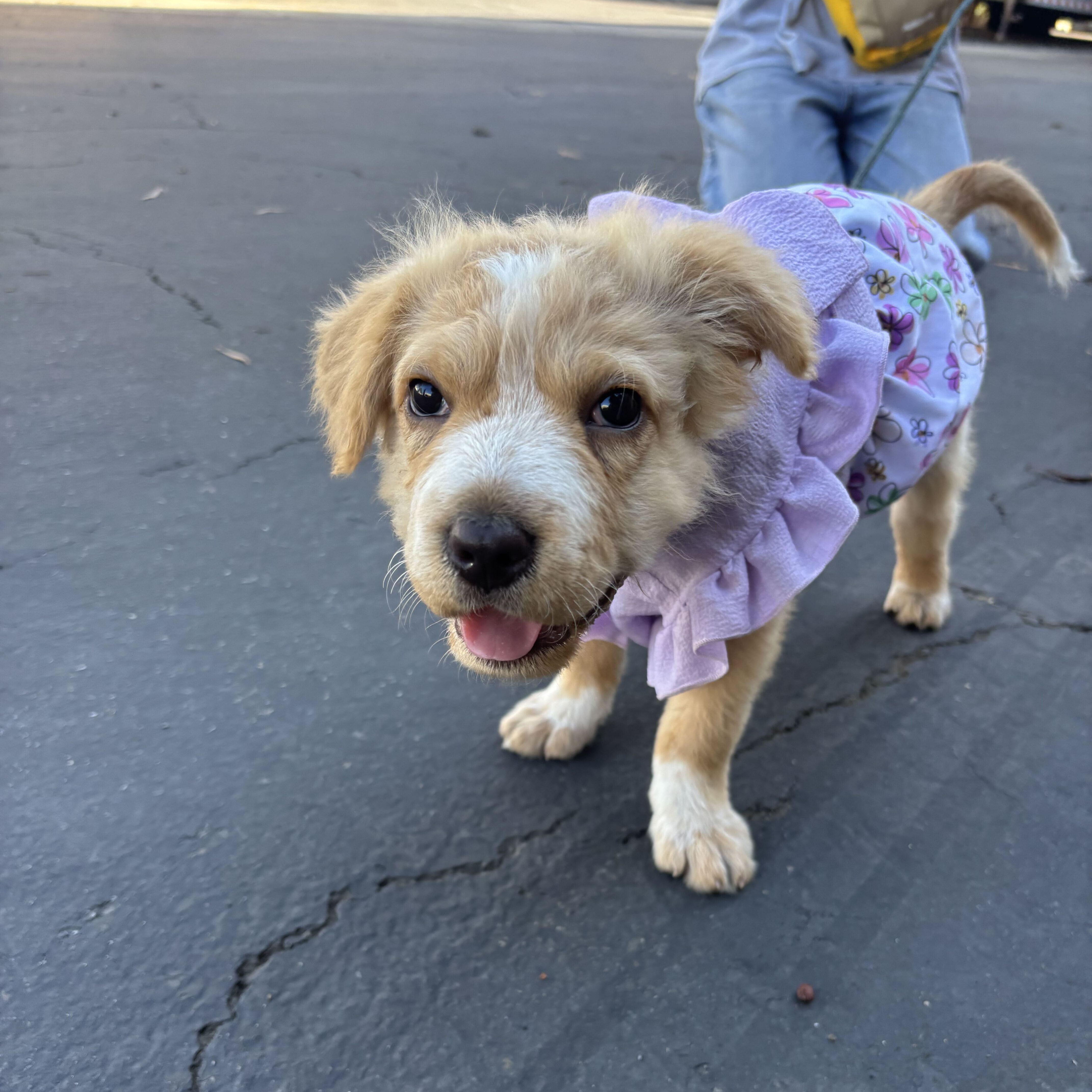 Willow, Adoptable, Puppy Female Australian Shepherd & Shar-Pei.