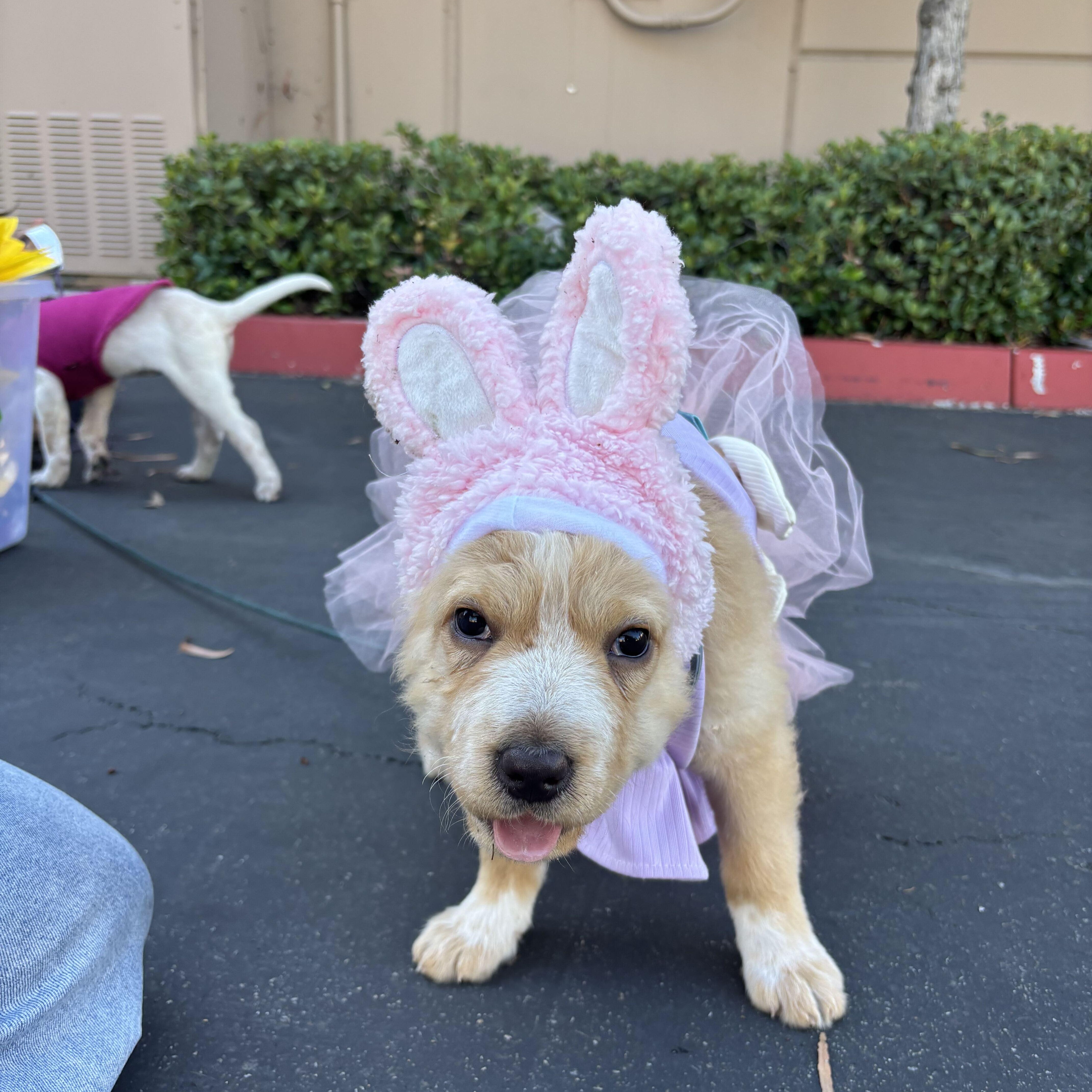 Enlarge Willow, a Adoptable mixed breed in Rancho Santa Margarita, CA image 3/4