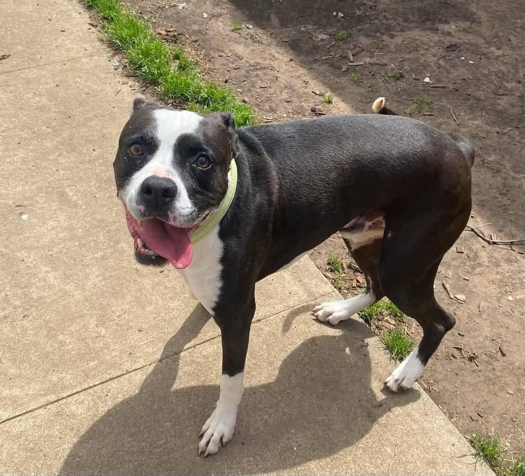 Nico — thumbnail 2