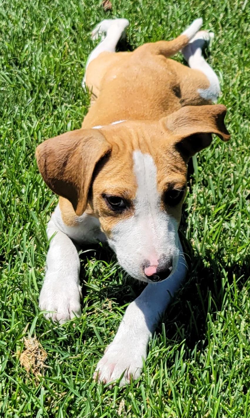 Enlarge Ryder, a ADOPTABLE mixed breed in Elwood, NJ image 4/4