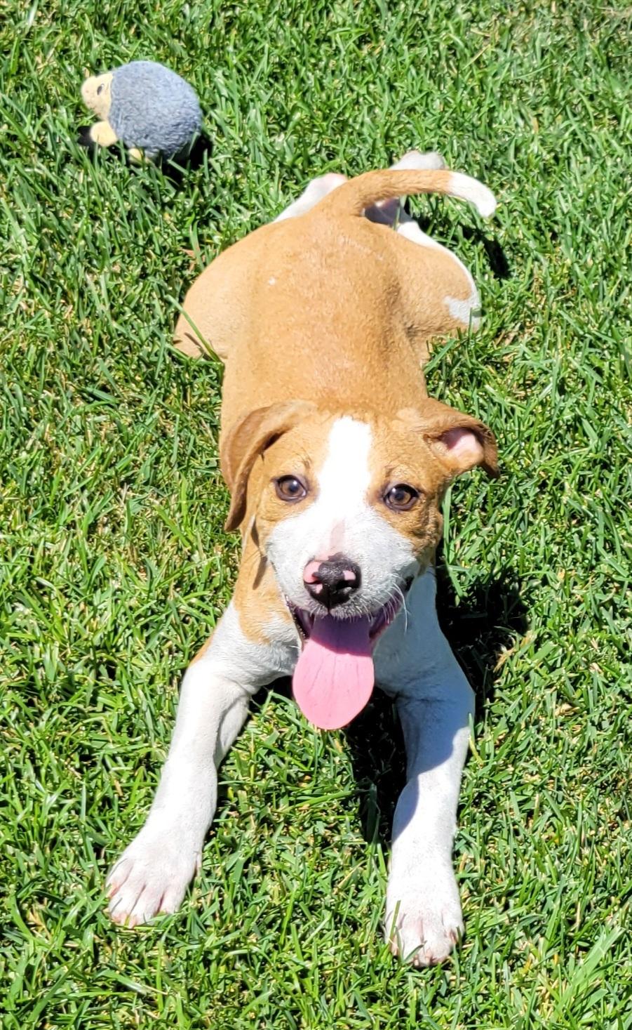 Enlarge Ryder, a ADOPTABLE mixed breed in Elwood, NJ image 1/4