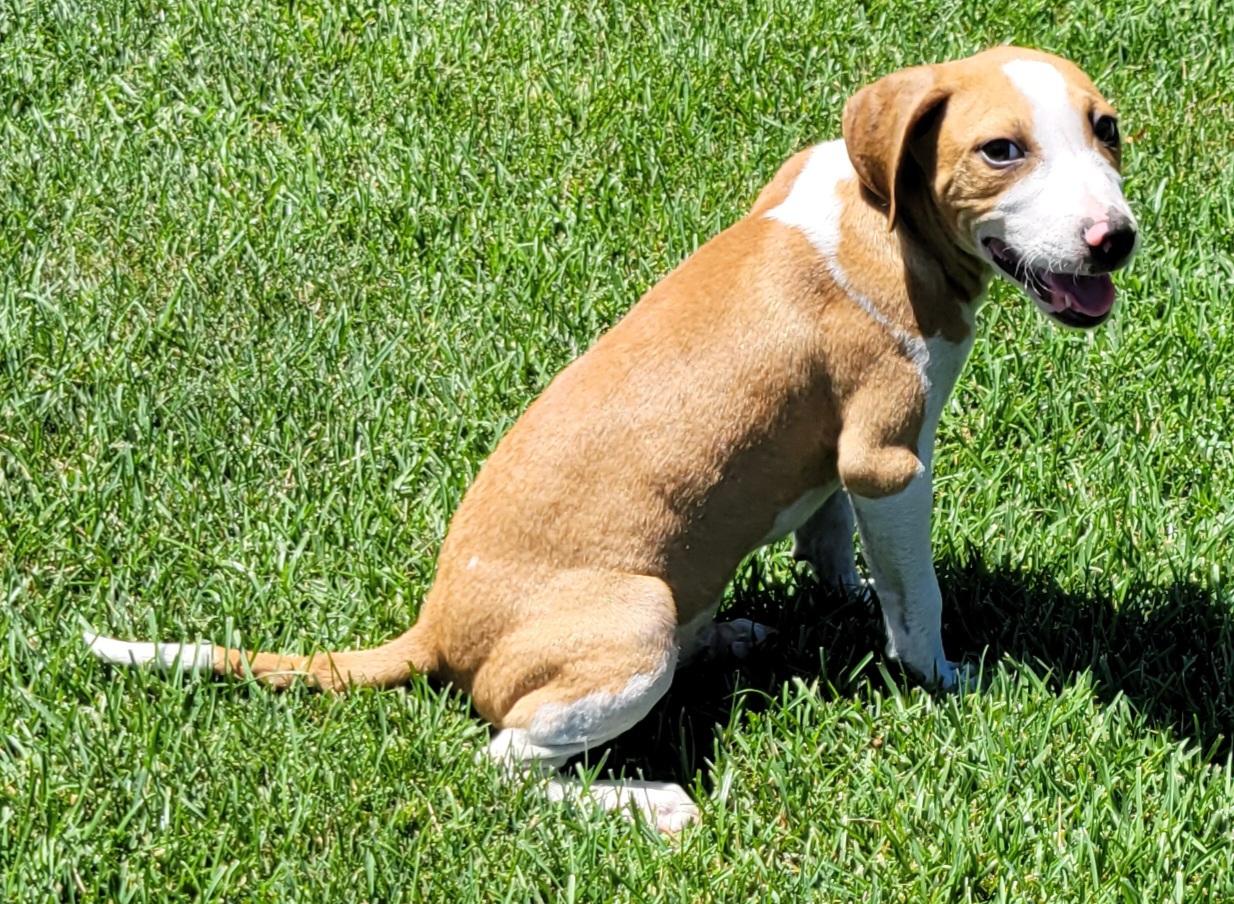 Enlarge Ryder, a ADOPTABLE mixed breed in Elwood, NJ image 2/4