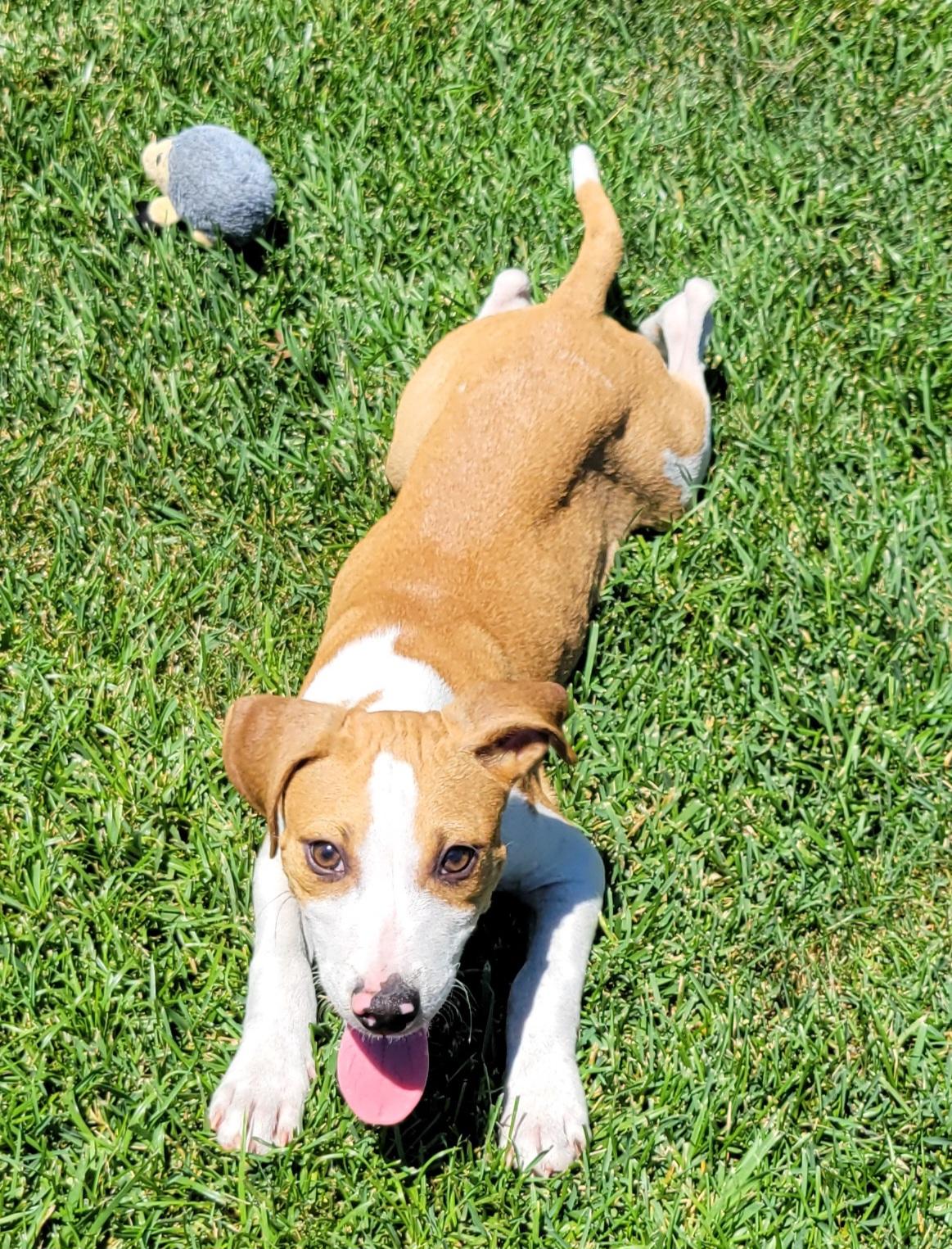 Enlarge Ryder, a ADOPTABLE mixed breed in Elwood, NJ image 3/4