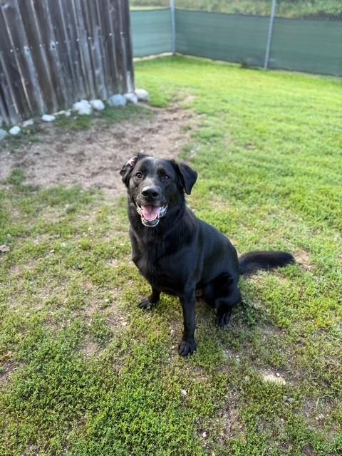 Onyx, an adoptable German Shepherd Dog, Golden Retriever in Bellaire, MI, 49615 | Photo Image 1