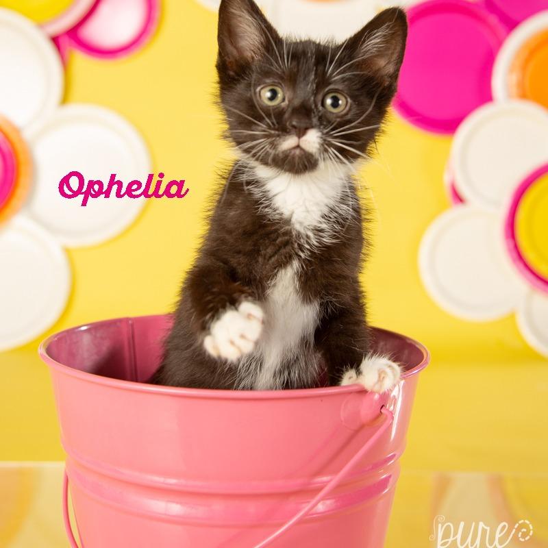 Ophelia — thumbnail 2