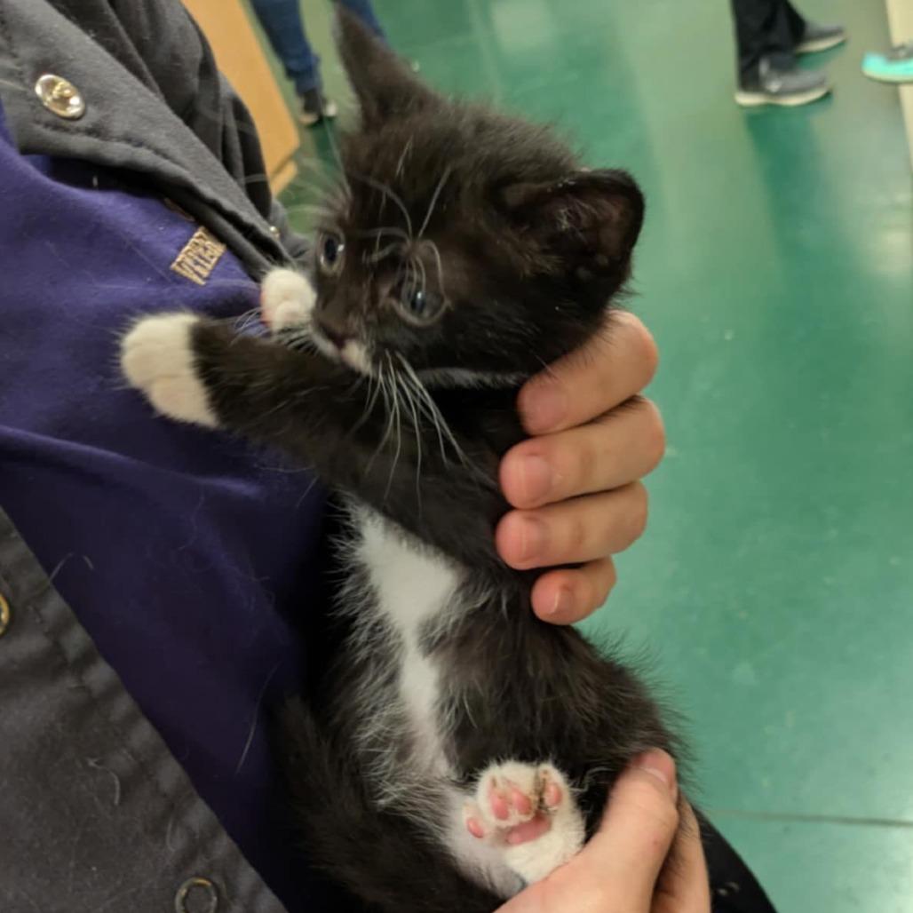 Ophelia — thumbnail 3