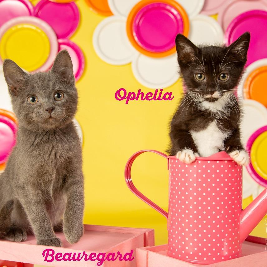 Ophelia — thumbnail 4