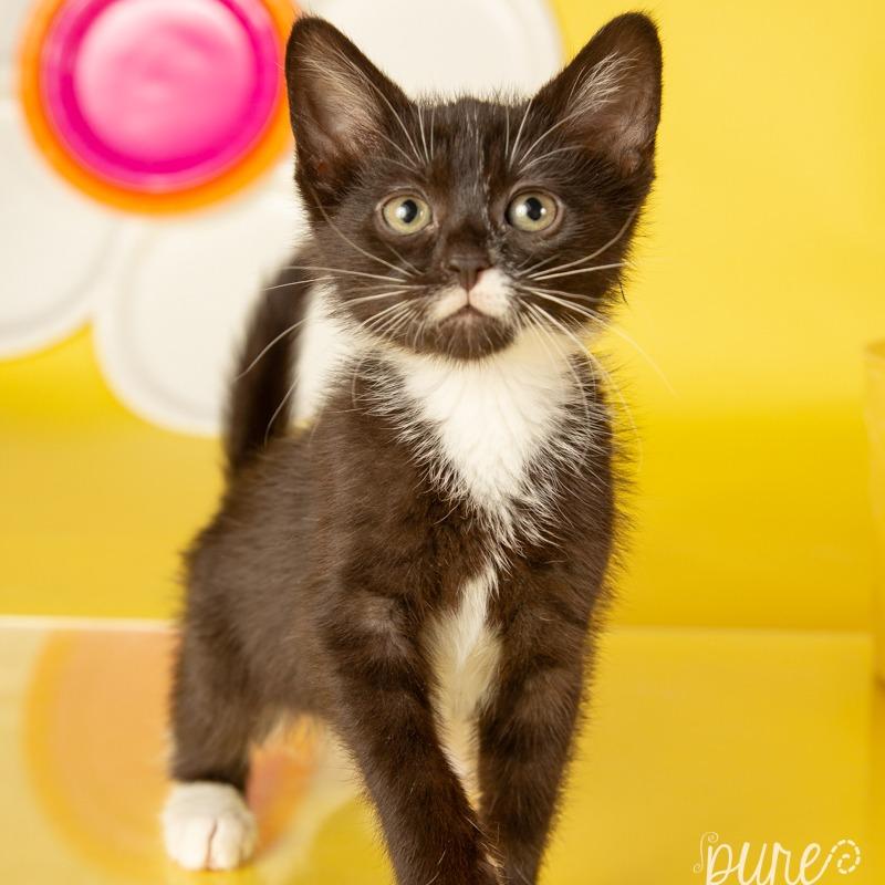 Ophelia — thumbnail 5