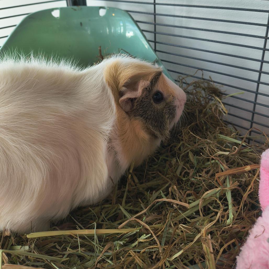 Enlarge Daisy, a Adoptable Guinea Pig in Warwick, RI image 1/5