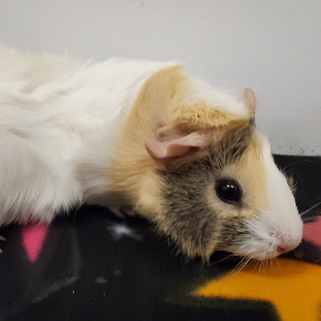 Enlarge Daisy, a Adoptable Guinea Pig in Warwick, RI image 2/5