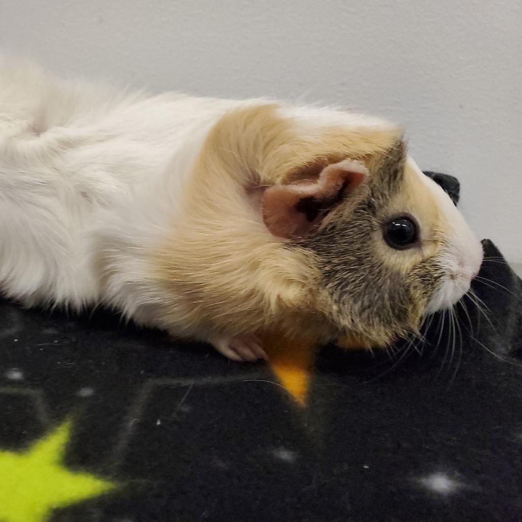 Enlarge Daisy, a Adoptable Guinea Pig in Warwick, RI image 3/5