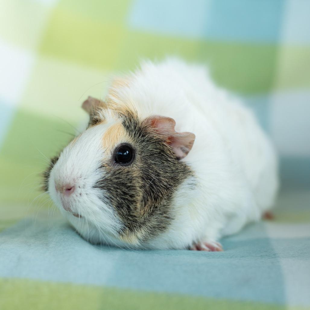 Enlarge Daisy, a Adoptable Guinea Pig in Warwick, RI image 4/5