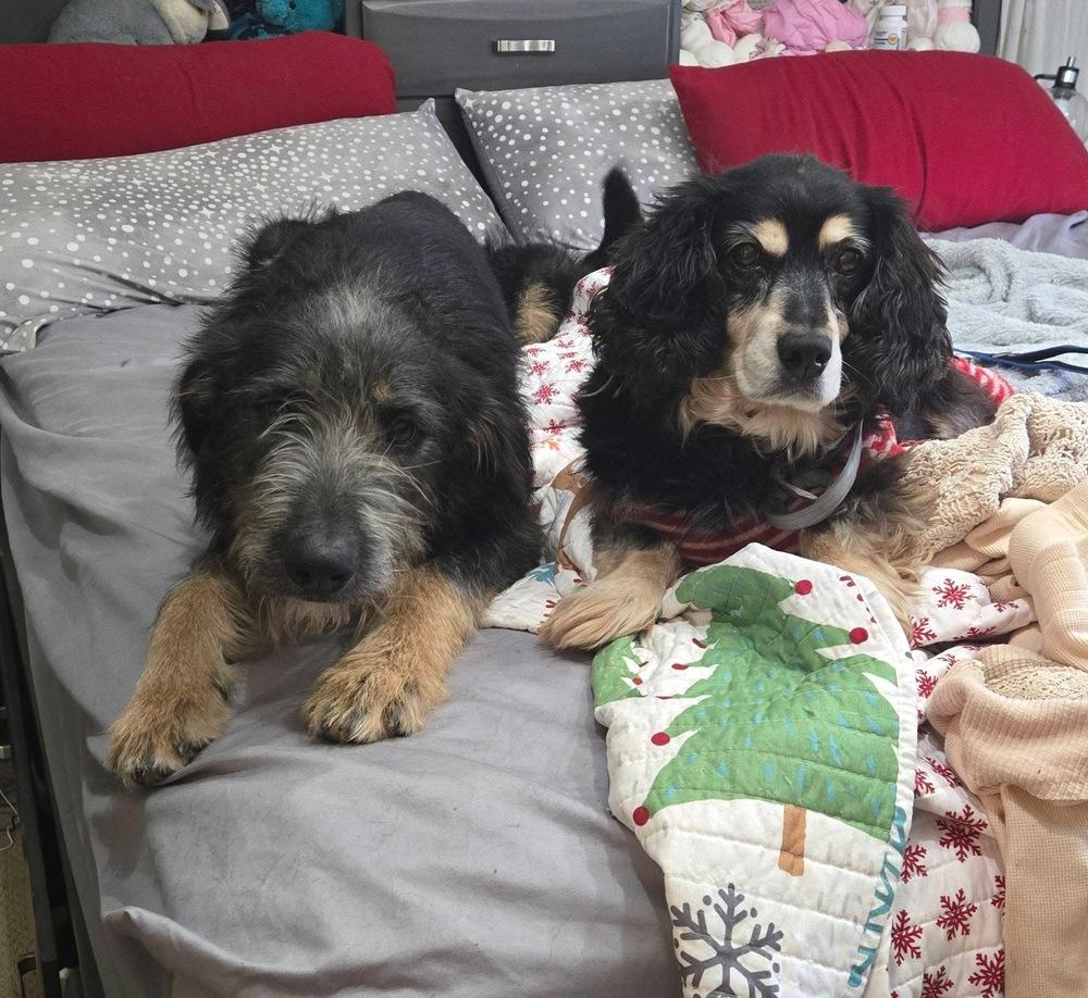 Jax, Adoptable, Adult Male Terrier.