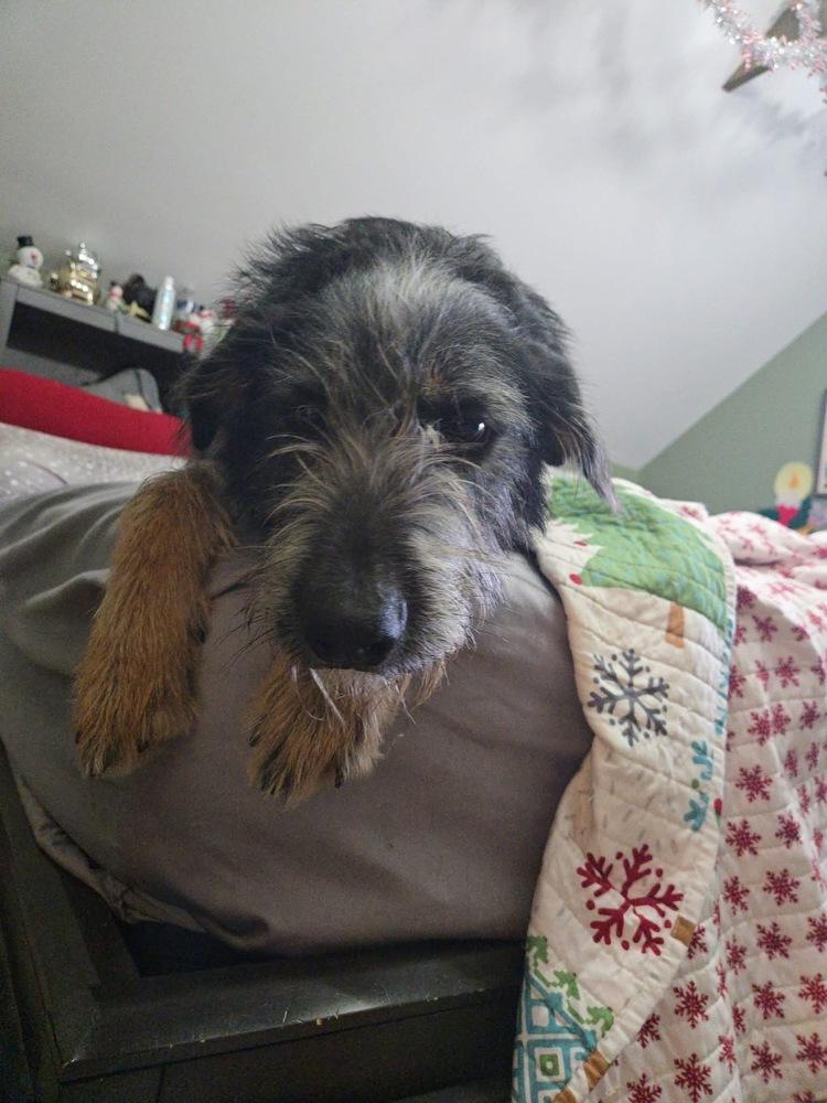 Enlarge Jax, a Adoptable mixed breed in Irwin, PA image 2/6