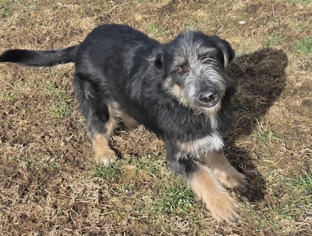 Enlarge Jax, a Adoptable mixed breed in Irwin, PA image 3/6