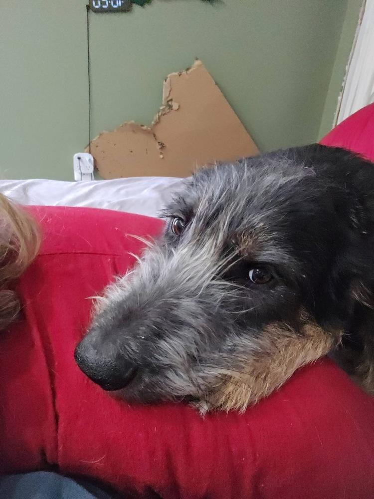 Enlarge Jax, a Adoptable mixed breed in Irwin, PA image 4/6