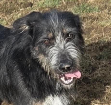 Enlarge Jax, a Adoptable mixed breed in Irwin, PA image 5/6